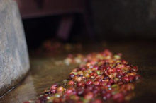 Load image into Gallery viewer, Rwanda | Rusiga + Mbogo Farm