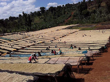 Load image into Gallery viewer, ANVIL Yiragacheffe Adado - Fully Washed - Micro lot - Limited Availability