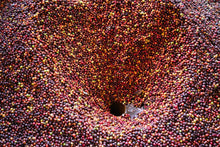 Load image into Gallery viewer, La Claudinota #3