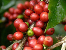 Load image into Gallery viewer, ANVIL Colombia San Pedro - Micro lot - Limited Availability 2020