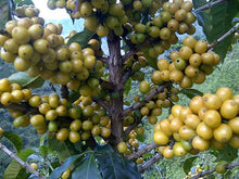 Load image into Gallery viewer, ANVIL Colombia San Pedro - Micro lot - Limited Availability 2020