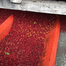 Load image into Gallery viewer, El Salvador | Ayutepeque