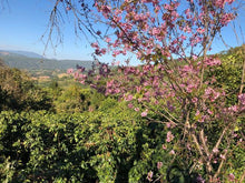 Load image into Gallery viewer, China Lafu #4