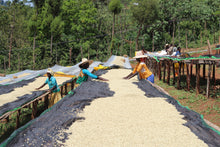 Load image into Gallery viewer, Ethiopia Kayon Mountain