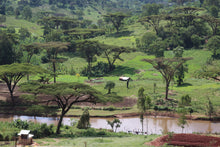 Load image into Gallery viewer, Ethiopia Kayon Mountain
