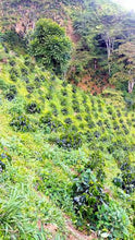 Load image into Gallery viewer, ANVIL Colombia Finca Los Naranjos - Micro lot - Limited Availability