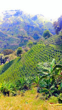 Load image into Gallery viewer, ANVIL Colombia Finca Los Naranjos - Micro lot - Limited Availability