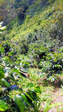 Load image into Gallery viewer, ANVIL Colombia Finca Los Naranjos - Micro lot - Limited Availability