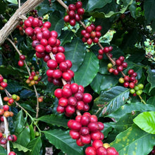 Load image into Gallery viewer, Balanced All Day Coffee Beans