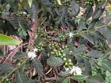 Load image into Gallery viewer, Rwanda | Rusiga + Mbogo Farm