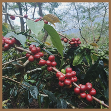 Load image into Gallery viewer, Sumatra - Bener Meriah