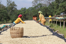 Load image into Gallery viewer, BIFTU GUDINA #3, EHIOPIA