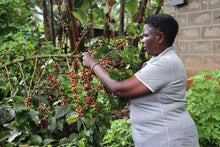 Load image into Gallery viewer, Kenya - Kiambu Special Sundried