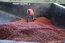 Load image into Gallery viewer, Kenya - Kiambu Special Sundried