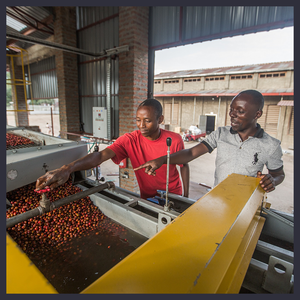 Uganda - Rwenzori Natural