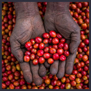 Uganda - Rwenzori Natural