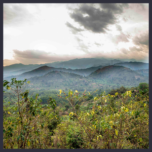 Uganda - Rwenzori Natural