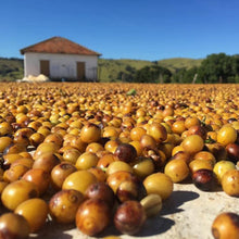 Load image into Gallery viewer, Balanced All Day Coffee Beans
