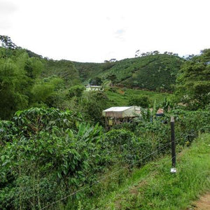 Colombia El Carmen Filter Roast