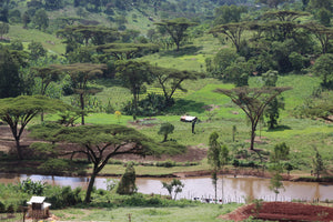 Ethiopia Kayon Mountain