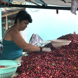 Bold Morning Shot Coffee Beans