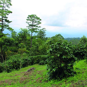 Honduras  - Altos de Erapuca