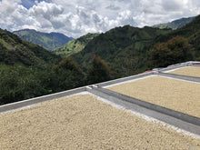 Load image into Gallery viewer, MONTE BONITO, COLOMBIA
