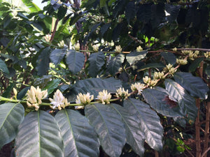 Papua New Guinea Elimbari <br>Green Coffee Beans