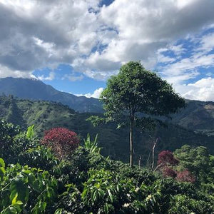 Colombia - La Gabriela - Geisha