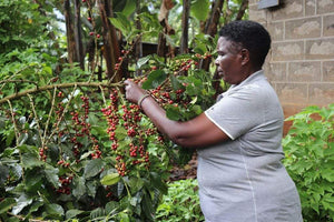 Kenya - Kiambu Special Sundried