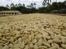 Load image into Gallery viewer, Papua New Guinea Elimbari &lt;br&gt;Green Coffee Beans
