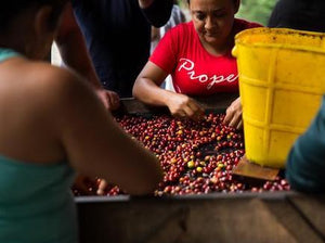 Colombia El Carmen (Suarez Project)